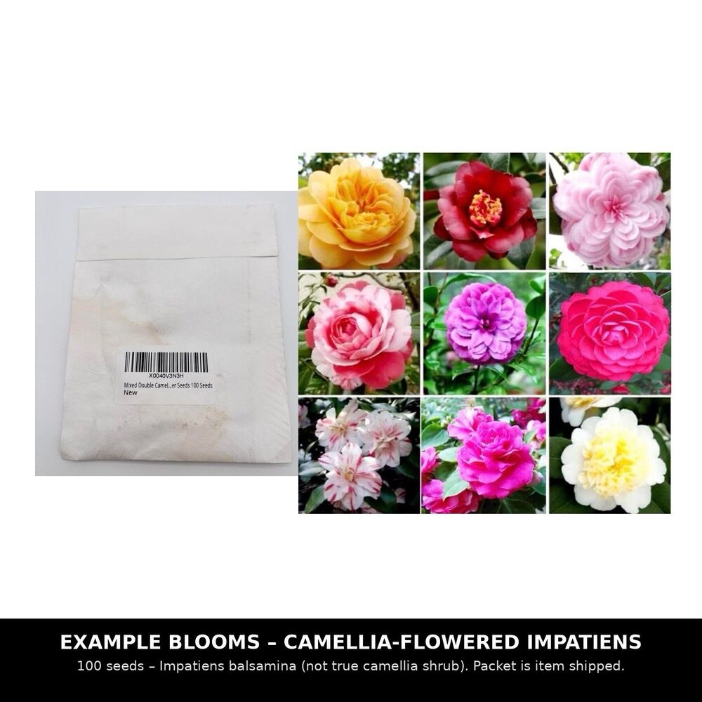 Mixed Double Camellia Impatiens Seeds 100 Pcs Balsam Flower Heirloom